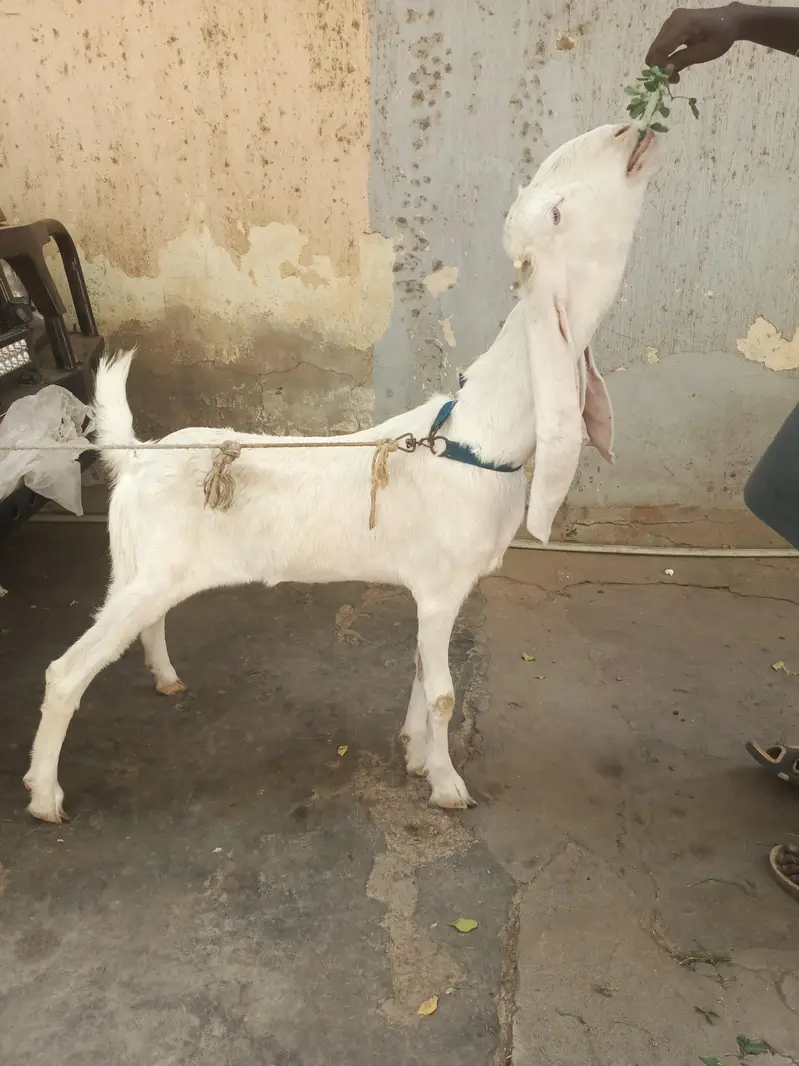 Gulabi aur teddy nasal mein gabban bakri for urgent sale — photo 3