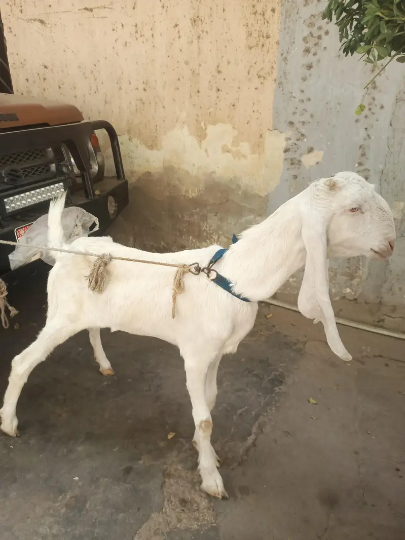 Gulabi aur teddy nasal mein gabban bakri for urgent sale — photo 4