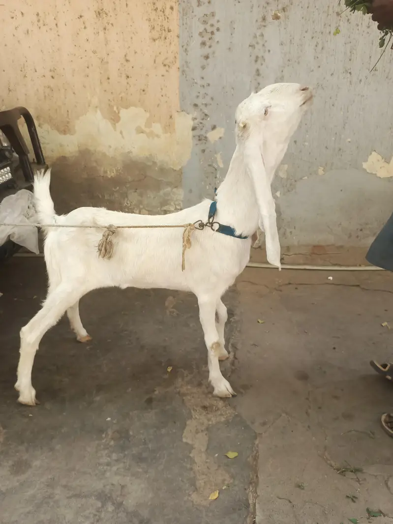 Gulabi aur teddy nasal mein gabban bakri for urgent sale — photo 5