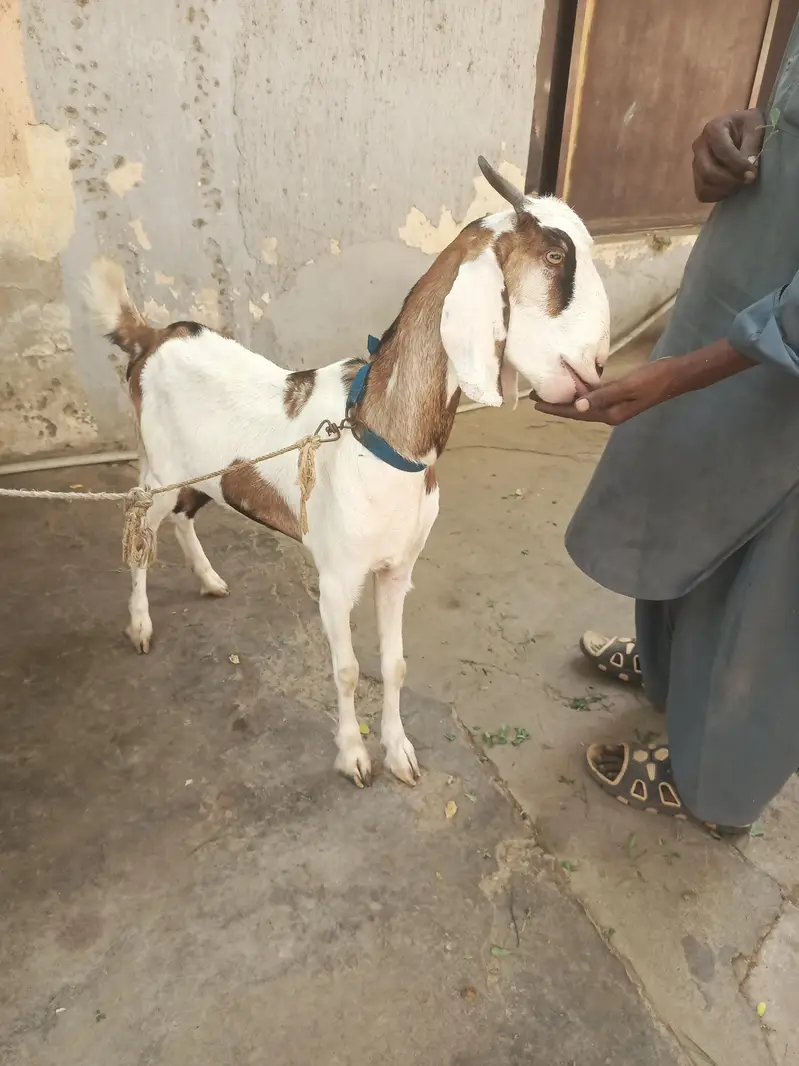 Gulabi aur teddy nasal mein gabban bakri for urgent sale — photo 6