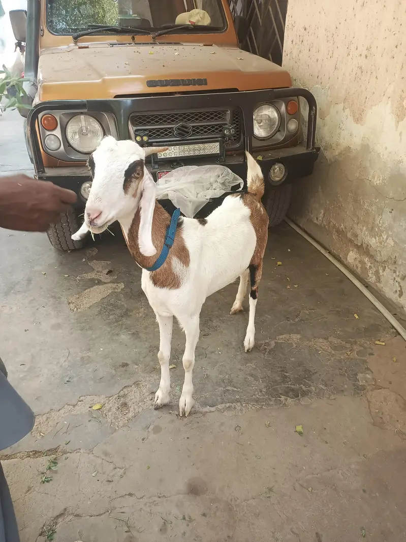 Gulabi aur teddy nasal mein gabban bakri for urgent sale — photo 7