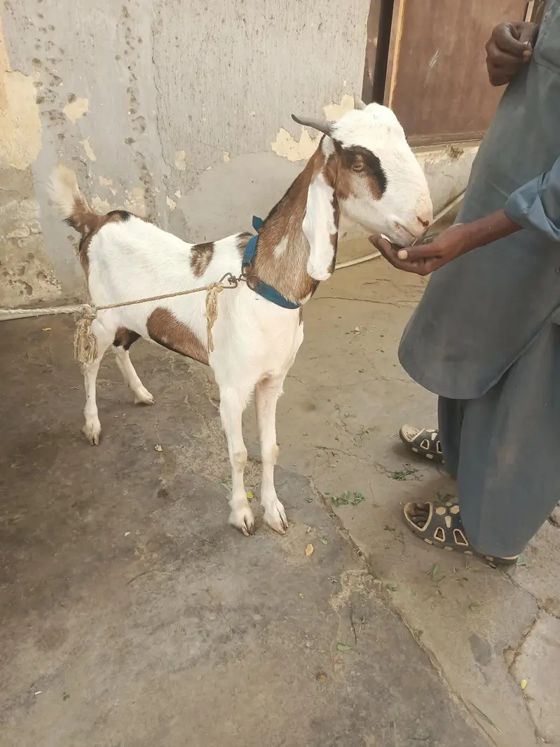 Gulabi aur teddy nasal mein gabban bakri for urgent sale — photo 8