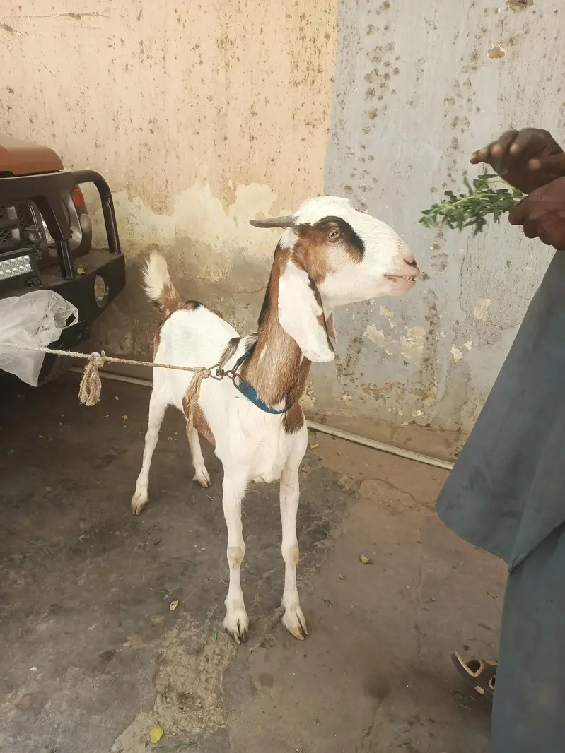 Gulabi aur teddy nasal mein gabban bakri for urgent sale — photo 9