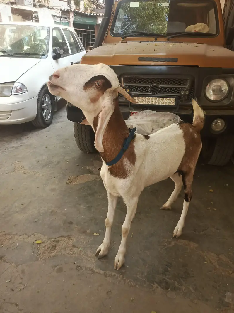 Gulabi aur teddy nasal mein gabban bakri for urgent sale — photo 10