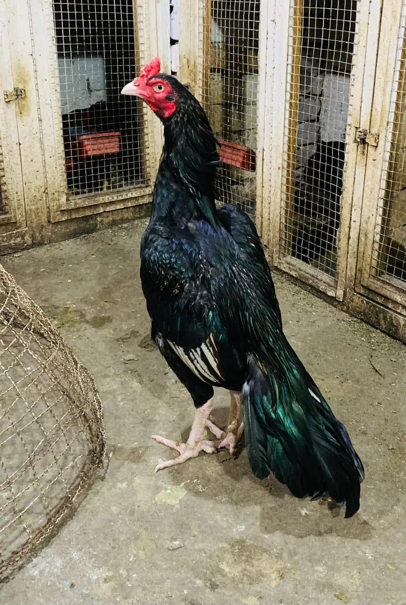 king o shamo female — photo 2