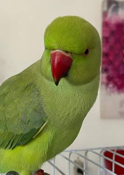 HANTME RINGNECK