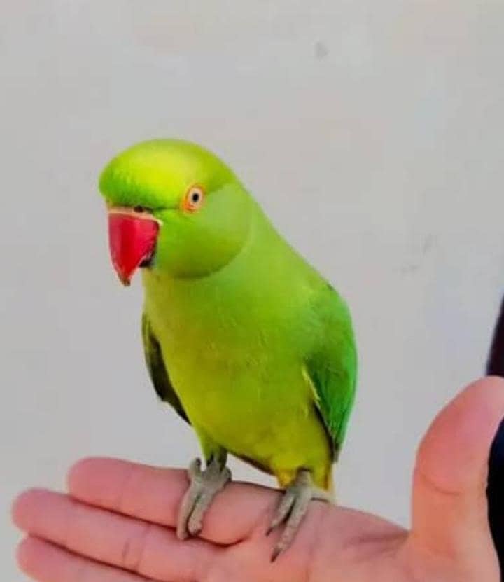 HANTME RINGNECK 1