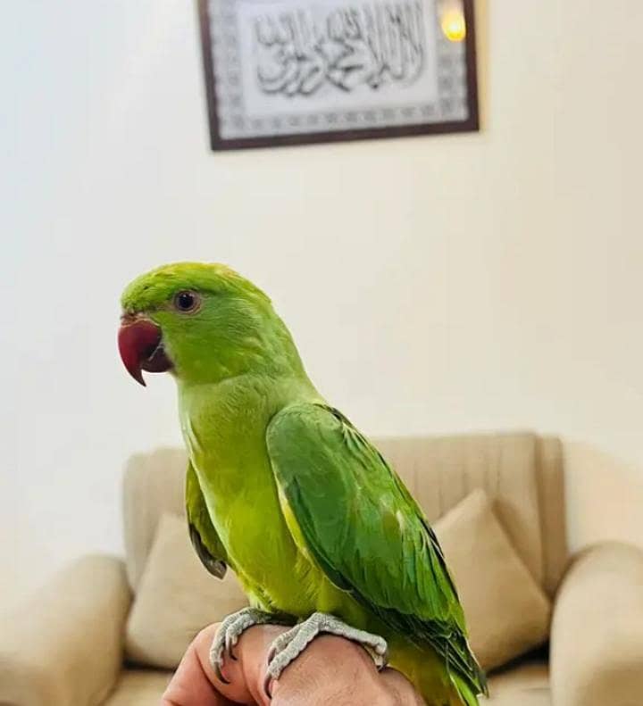 HANTME RINGNECK 2