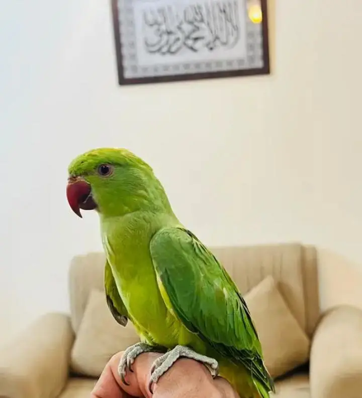 HANTME RINGNECK — photo 3