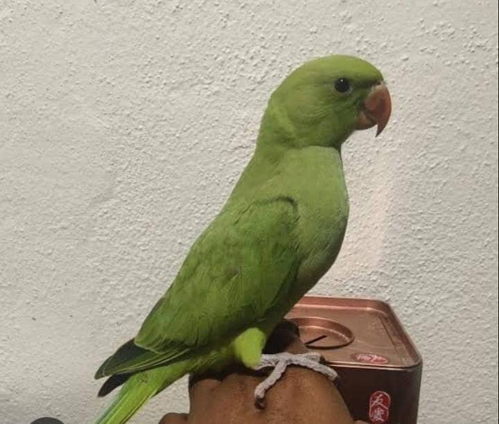 HANTME RINGNECK 3