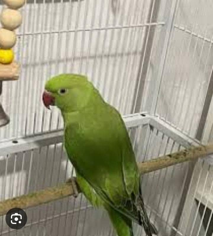 HANTME RINGNECK 4