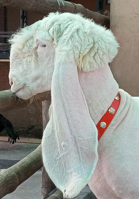Pure Kajli Female for sale — photo 2
