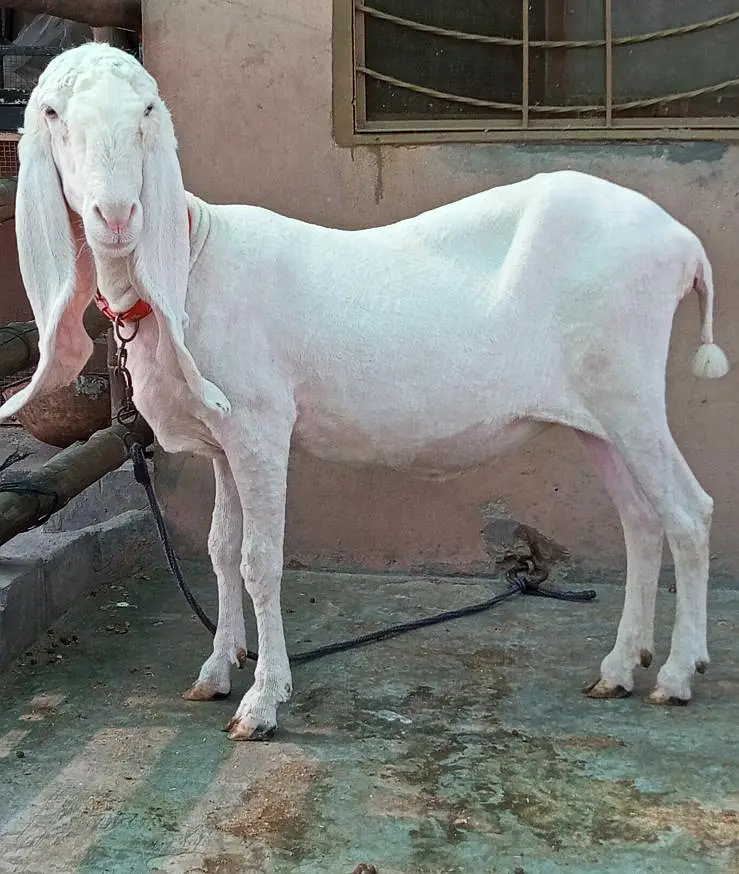 Pure Kajli Female for sale — photo 3