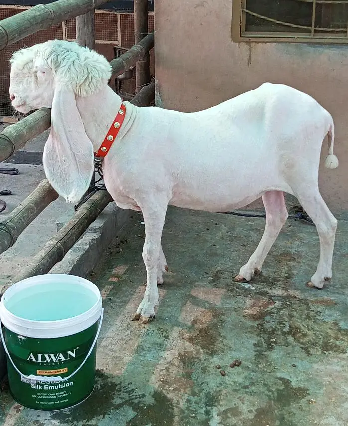 Pure Kajli Female for sale — photo 4