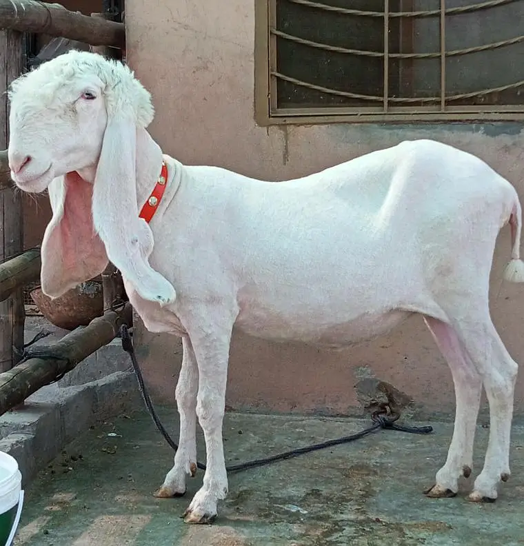 Pure Kajli Female for sale — photo 5