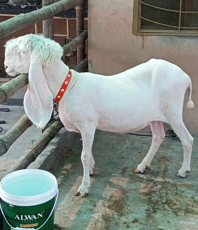 Pure Kajli Female for sale — photo 6