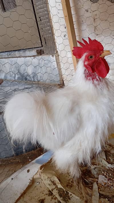 Bantam Male