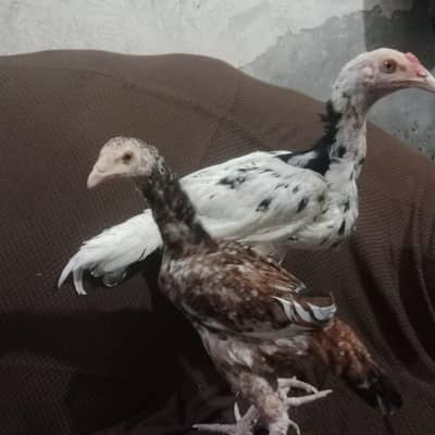 aseel lasni ha ye 5 months Kay han ye