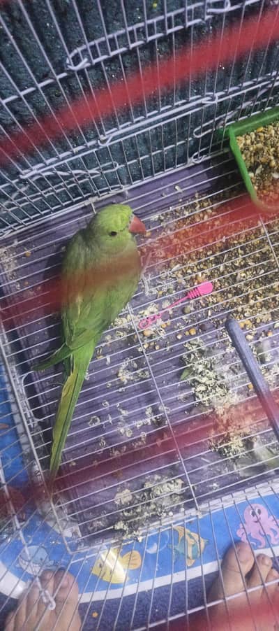 beautiful parrot