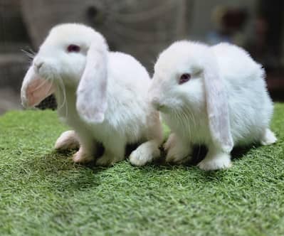 Holland lop bunnies rabbit