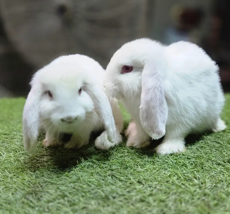 Holland lop bunnies rabbit — photo 2