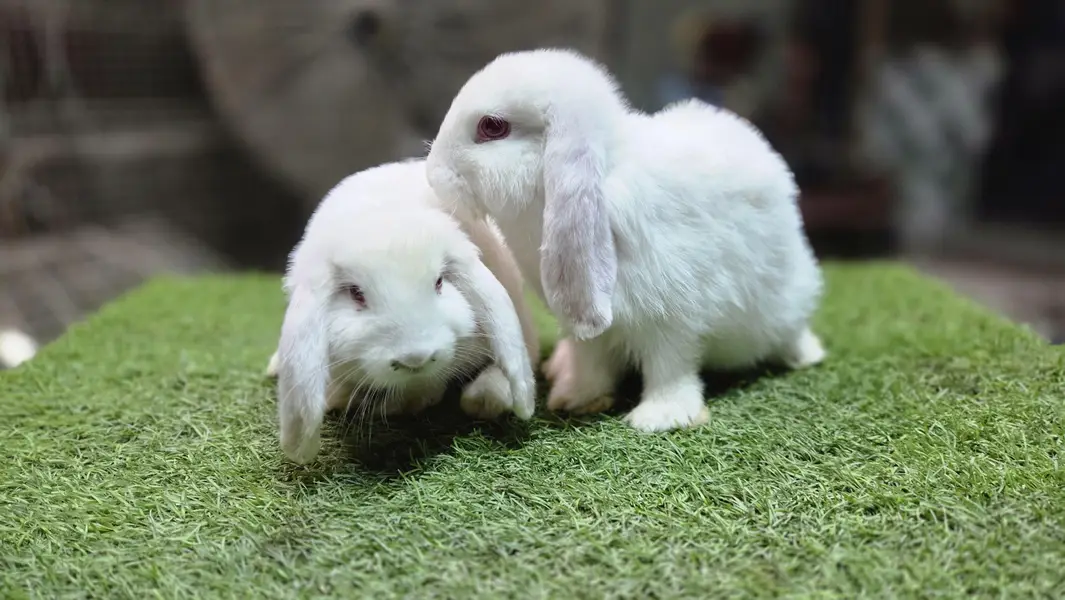 Holland lop bunnies rabbit — photo 3