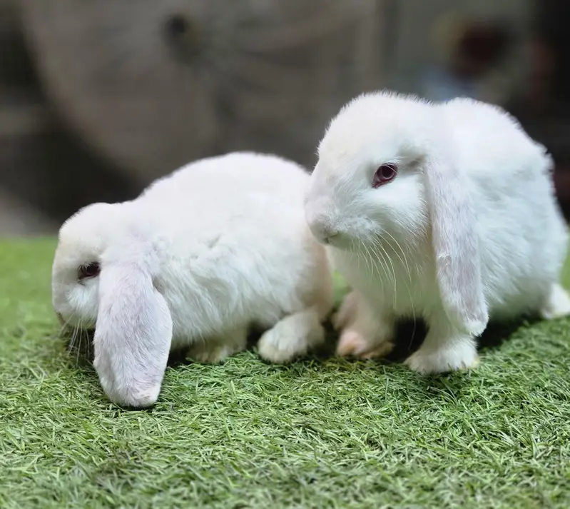 Holland lop bunnies rabbit — photo 4