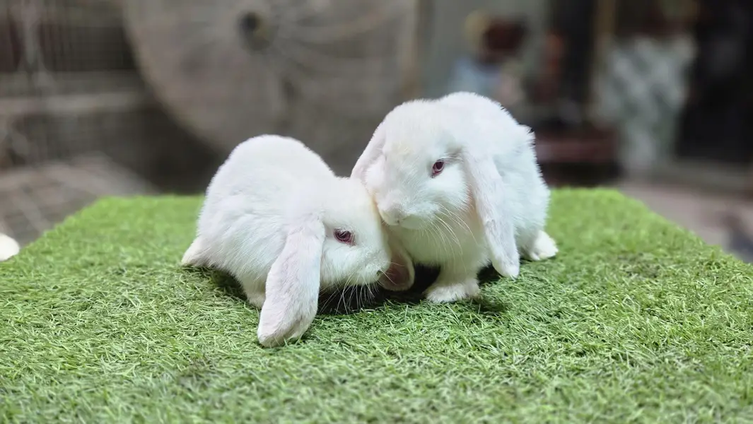 Holland lop bunnies rabbit — photo 5