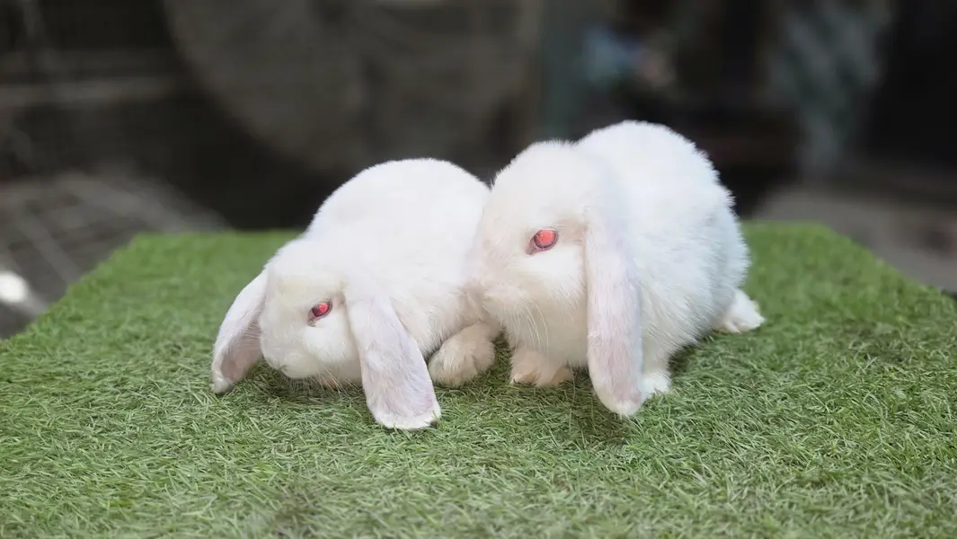 Holland lop bunnies rabbit — photo 6