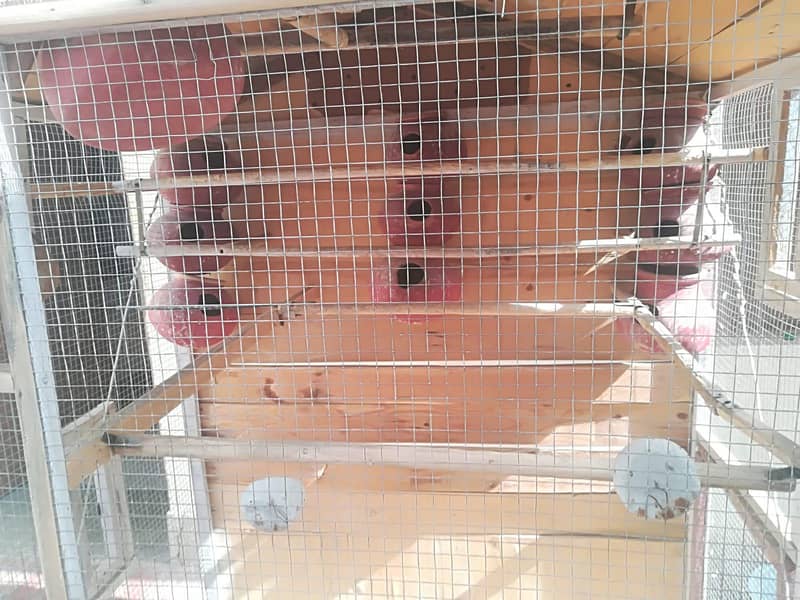 Parrot Cage 5