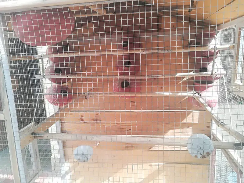 Parrot Cage — photo 6