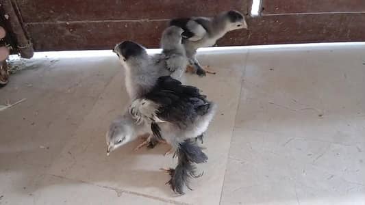 Blue buff Black buff Japanese Light Sussex bantam chicks available