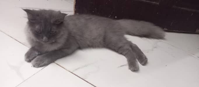 Furry / Plume Tail cat for sell