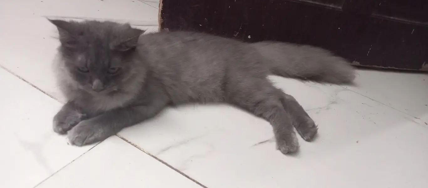 Furry / Plume Tail cat for sell — photo 2