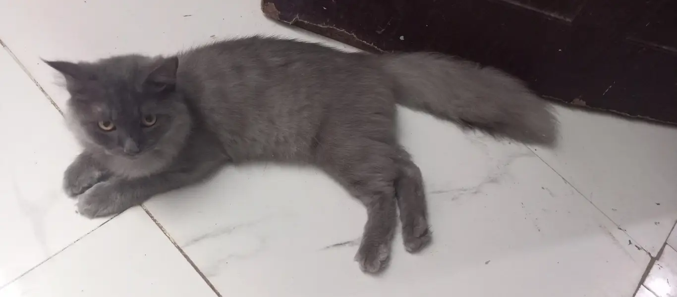 Furry / Plume Tail cat for sell — photo 3