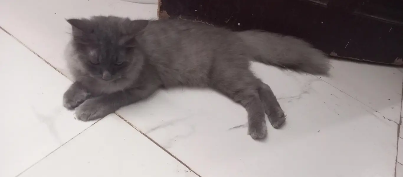 Furry / Plume Tail cat for sell — photo 4