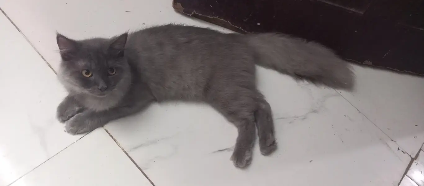 Furry / Plume Tail cat for sell — photo 5
