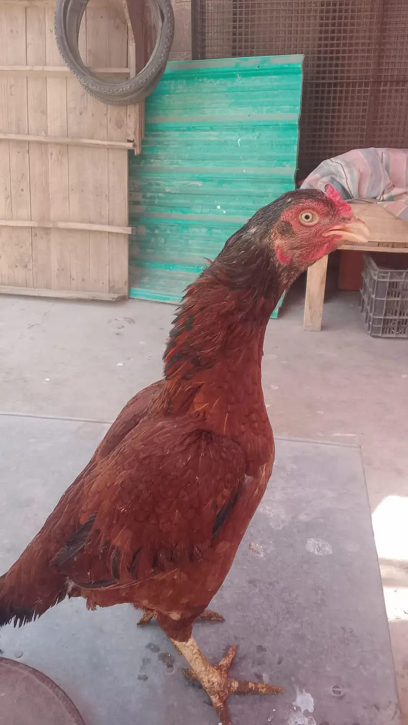 king o shamo female — photo 3
