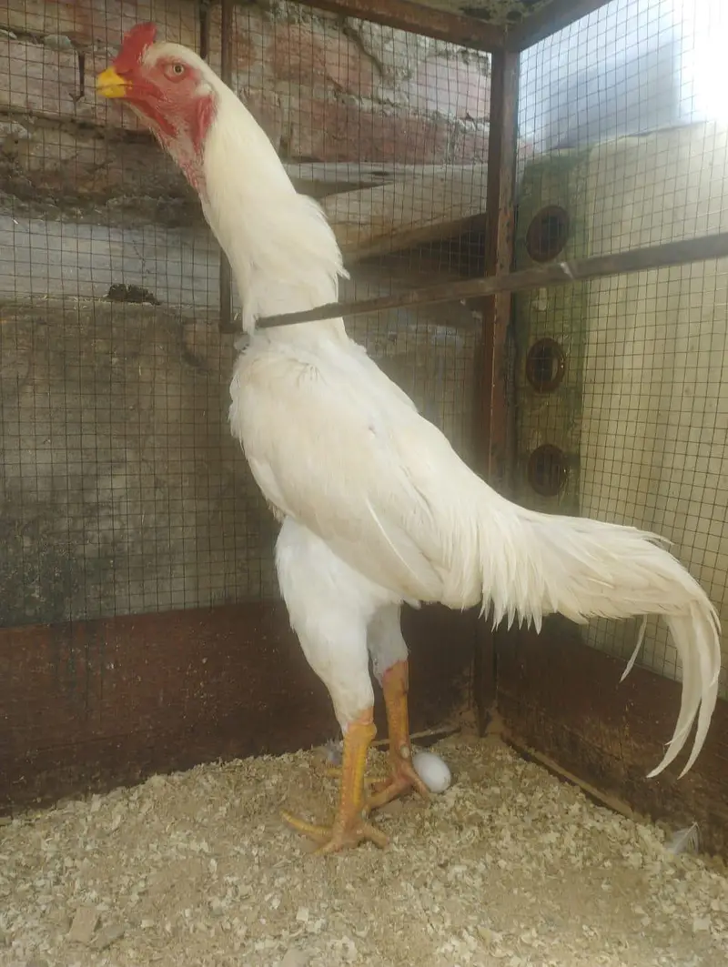 king o shamo female — photo 4