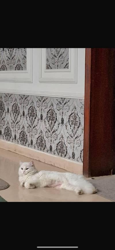 Very playful cat is looking for new house