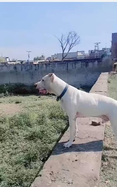 bully dog