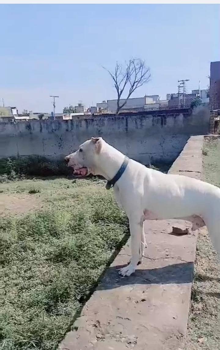 bully dog 0