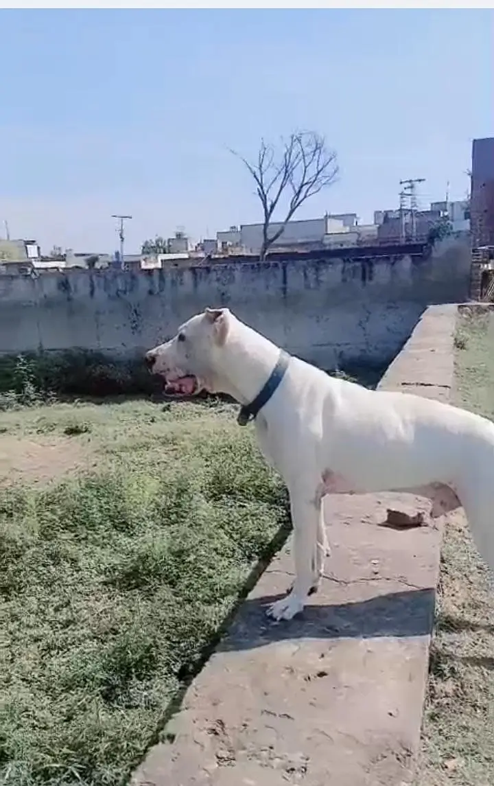 bully dog