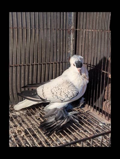 swallow male confirm breeder.