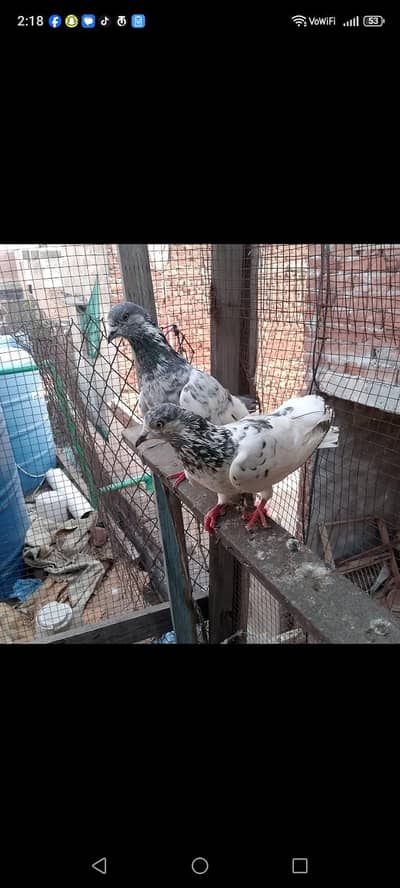 chat wala kabotar