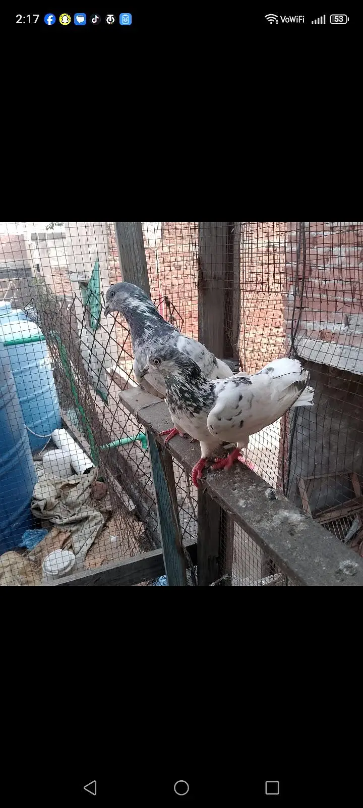 chat wala kabotar — photo 2