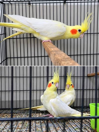 Common White Cocktail