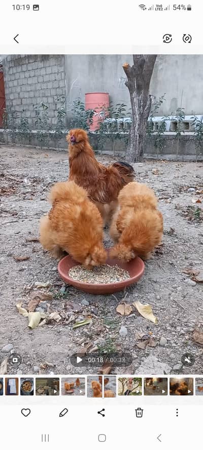 Buff Silkie Chicks available For Sale