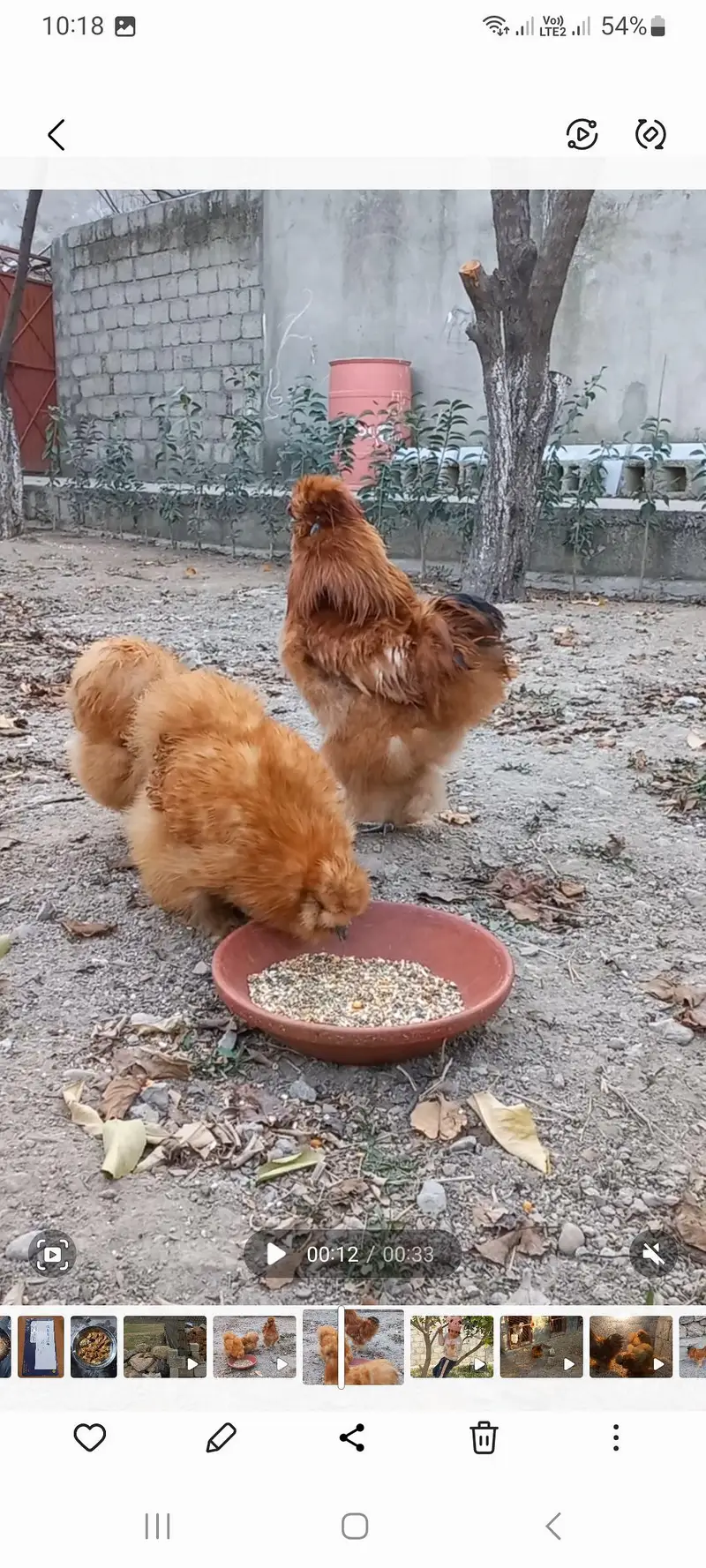 Buff Silkie Chicks available For Sale — photo 2