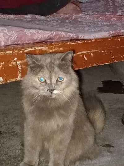 Grey persian Tripal caot cat female litter trained lahore